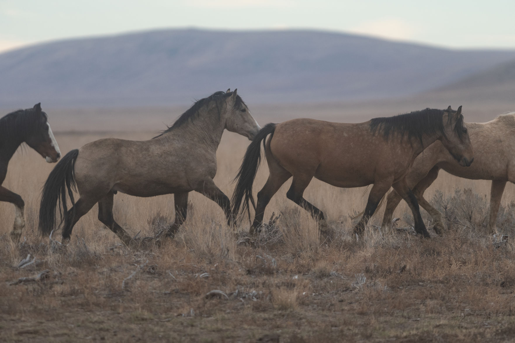 BLM releases 11 horses back into the wild